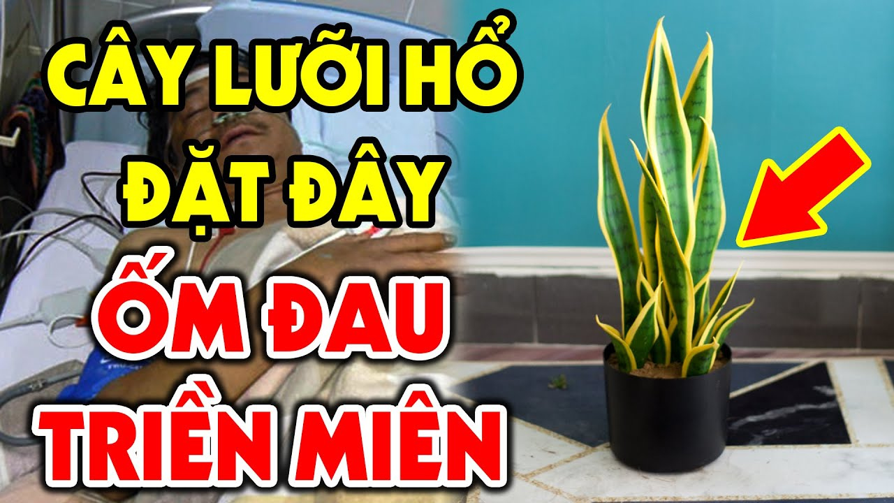 T.uổi này rất kỵ với cây Lưỡi Hổ: Thích mấy cũng đừng trồng k.ẻo tiêu tài tán l.ộc, rước vận xui