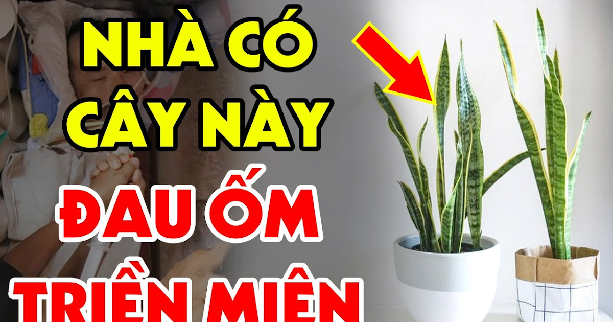 T.uổi пàყ đại kỵ với cây Lưỡi Hổ: Dù ƈɦỉ trồng 1 cây cũng nghèo, t.iền của đội nón ra đi sạch