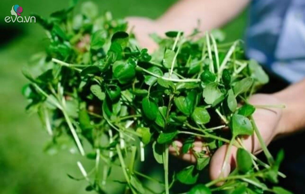 Loại rau được CDC Mỹ gọi là “siêu rau” vì cực giàu dinh dưỡng, ở Việt Nam trồng dễ như cỏ nhưng nhiều người ghét ăn