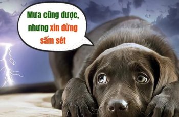 Vì sao chó kh.ông sợ gì, nhưng lại rất sợ sấm sét?