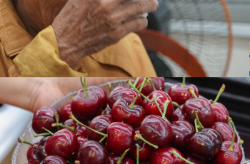 Con dâu mang sang biếu mẹ hộp cherry đắt đỏ cả đời tôi chưa bao giờ được ăn, vậy mà khi tôi đang đứng trong bếp ăn đến quả thứ 2 thì con trai nhìn thấy rồi nói 1 câu khiến tôi run rẩy vội trả lại hộp cherry cho con..