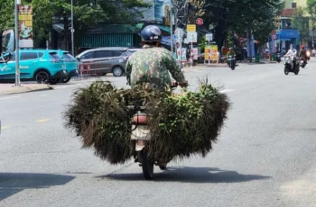 Trung Quốc bất ngờ ‘quay xe’, giá cau tụt dốc không phanh: Khả năng cao sẽ dừng mua!