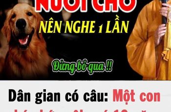 Dân gian có câu: Một con chó chớ nuôi quá 10 năm, vì sao lại thế?