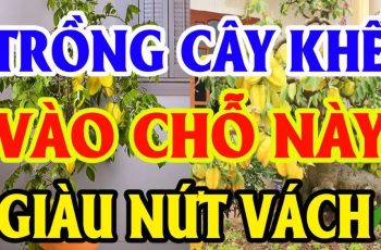 Vị trí t.ốt nhất để trồng Khế: Chỉ 1 cây nhỏ thôi cũng giúp gia chủ sung túc