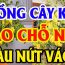 Vị trí t.ốt nhất để trồng Khế: Chỉ 1 cây nhỏ thôi cũng giúp gia chủ sung túc