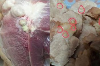2 bộ ph:;ận của l:;ợn chứa rất nhiều tế bào UT: Chớ d:;ại mà ăn