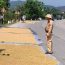 Ôtô phải đi thế nào khi nông dân chiếm đường phơi lúa? Đi ngược chiều trường hợp này có bị ph:;ạt không?
