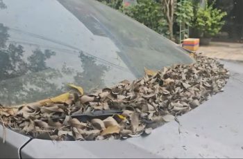 TP Hồ Chí Minh: Xác minh ô tô 7 chỗ đậu hơn một năm không rõ chủ trên đường phố TP Hồ Chí Minh: Xác minh ô tô 7 chỗ đậu hơn một năm không rõ chủ trên đường phố