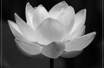 Mỹ nhân màn ảnh Việt huyền thoại một thời vừa qua doi đầy xót xa Mỹ nhân màn ảnh Việt huyền thoại một thời vừa qua doi đầy xót xa
