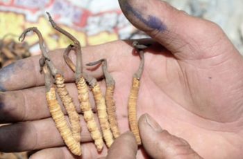 Bắt giữ lô lớn đông trùng hạ thảo không rõ nguồn gốc bán trên mạng