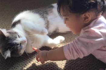 Bé trai không qua khỏi vì mèo cào