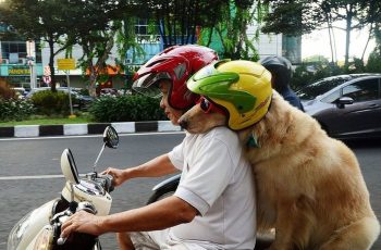 Đi xe máy đèo theo chó sẽ bị xử phạt