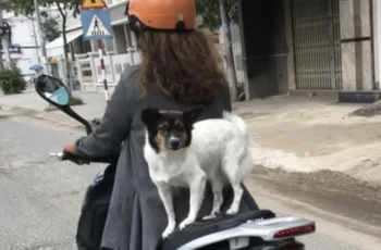 Đi xe máy chở theo chó, mèo có thể bị phạt đến 14 triệu đồng Đi xe máy chở theo chó, mèo có thể bị phạt đến 14 triệu đồng
