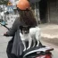 Đi xe máy chở theo chó, mèo có thể bị phạt đến 14 triệu đồng